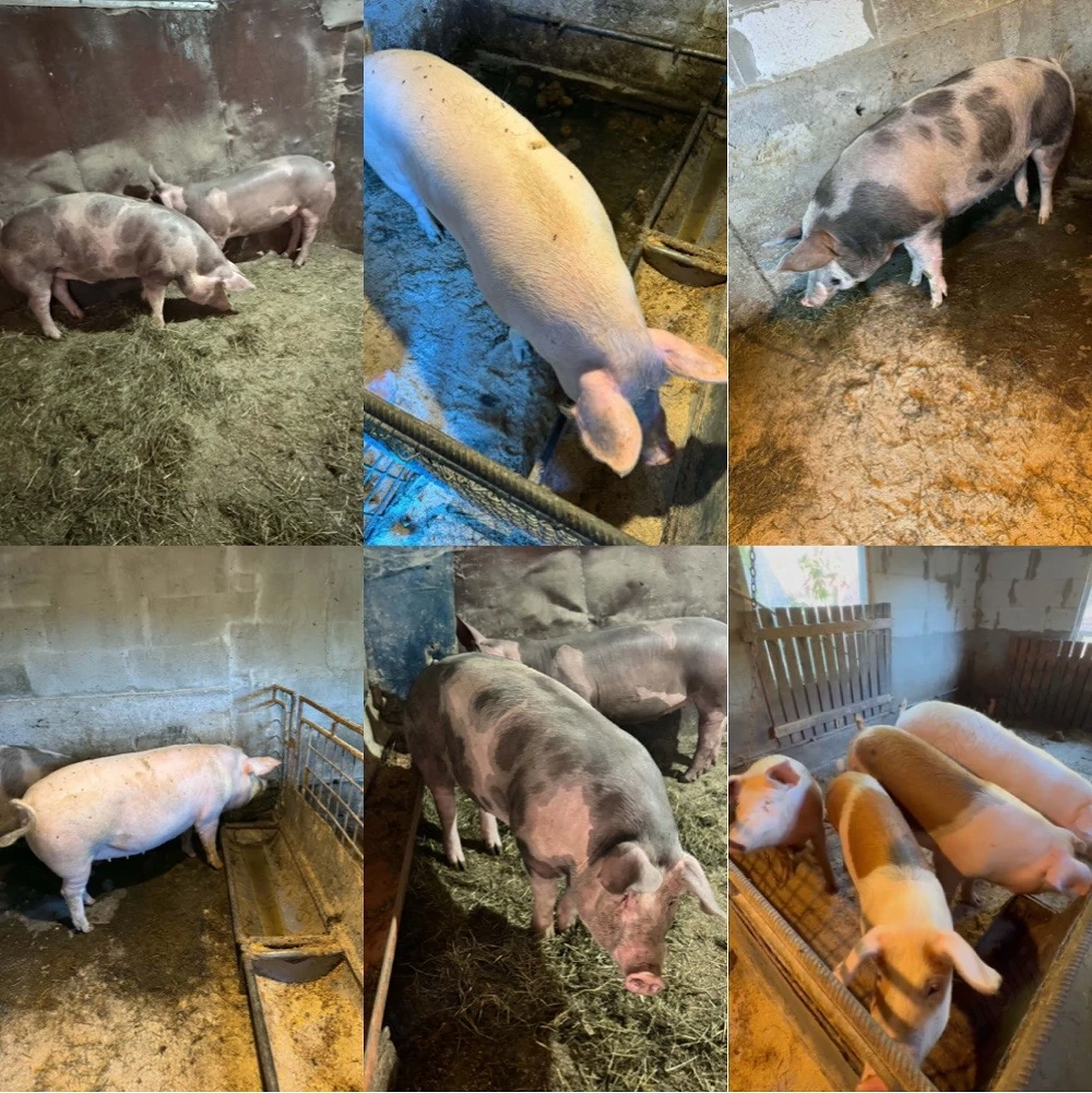 Vand porci 