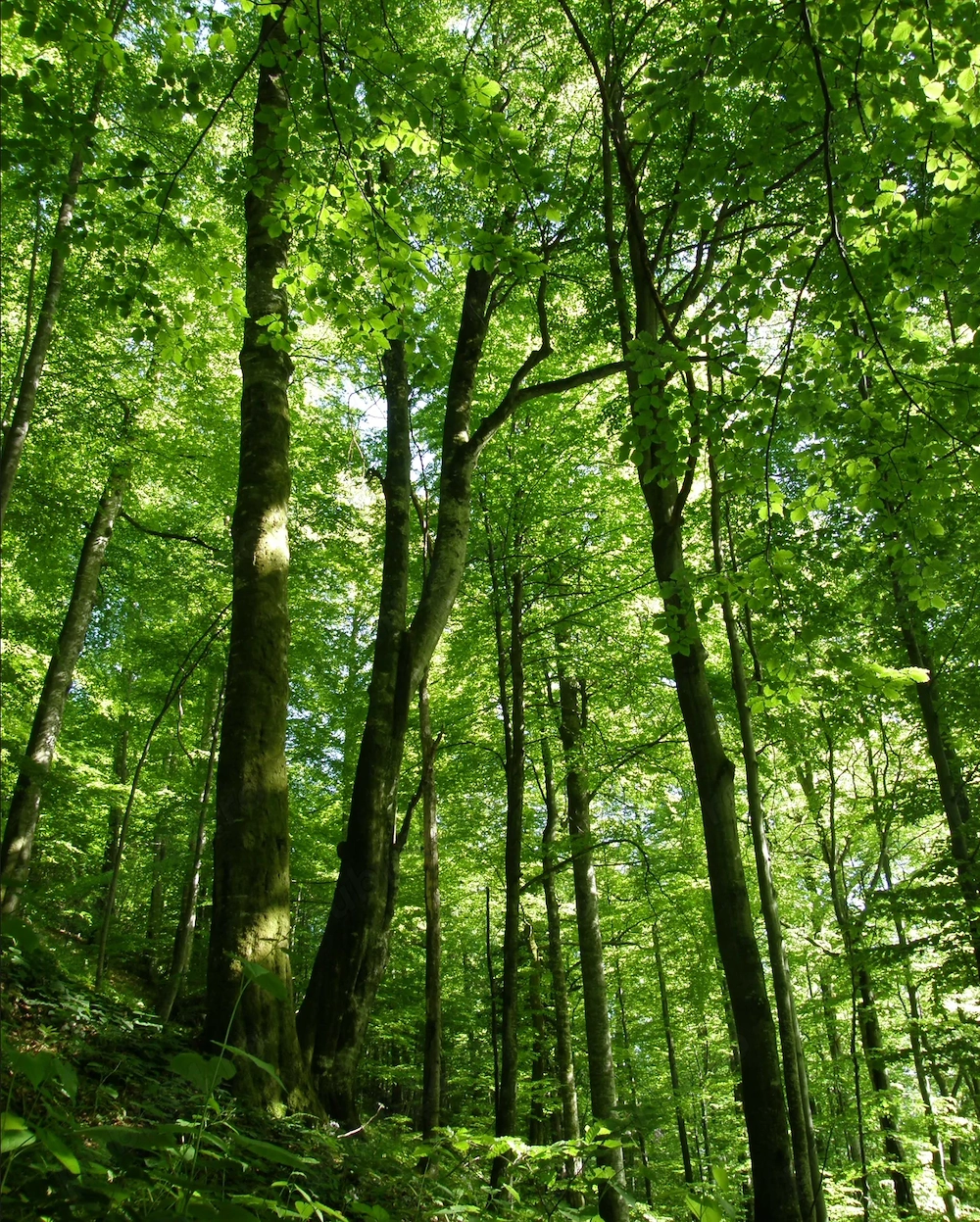 61 ha padure comasata varsta medie 90 ani