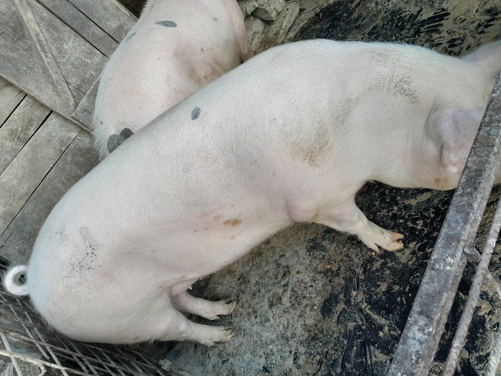 Porci  de vanzare