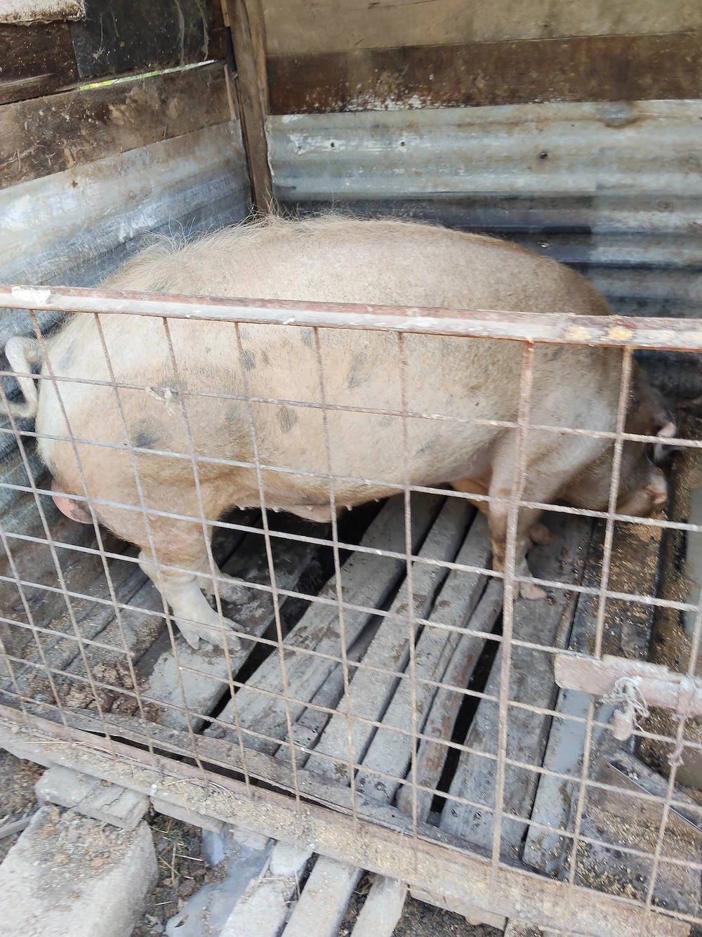 Vier Duroc X Petrean