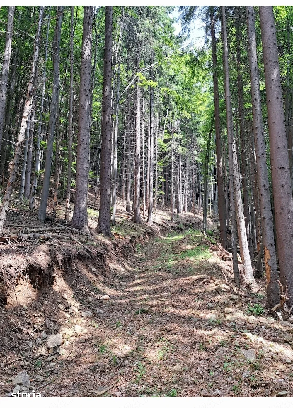 67500mp padure + pajiste Valea de Brazi jud Hunedoara