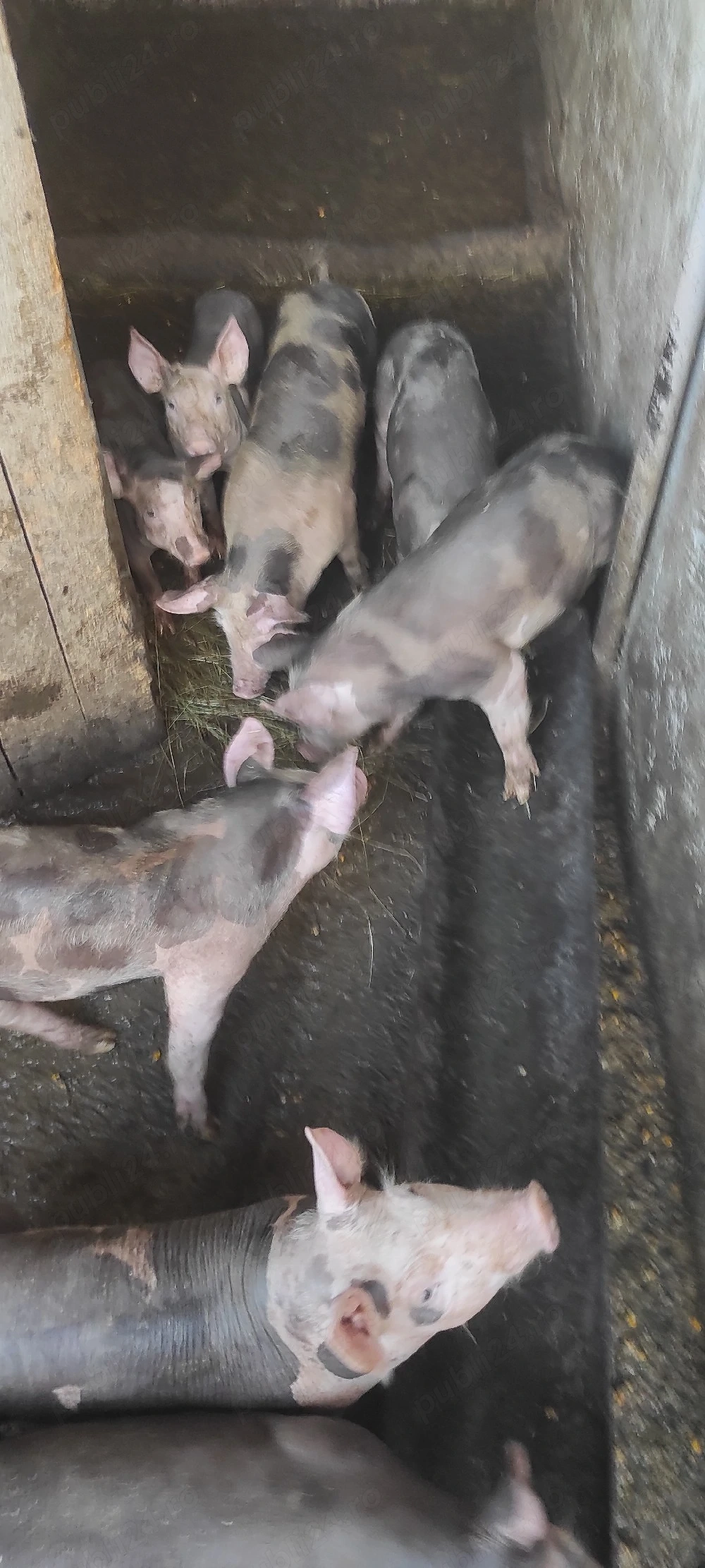 vind purcei de carne belgian petrean rasă pură 
