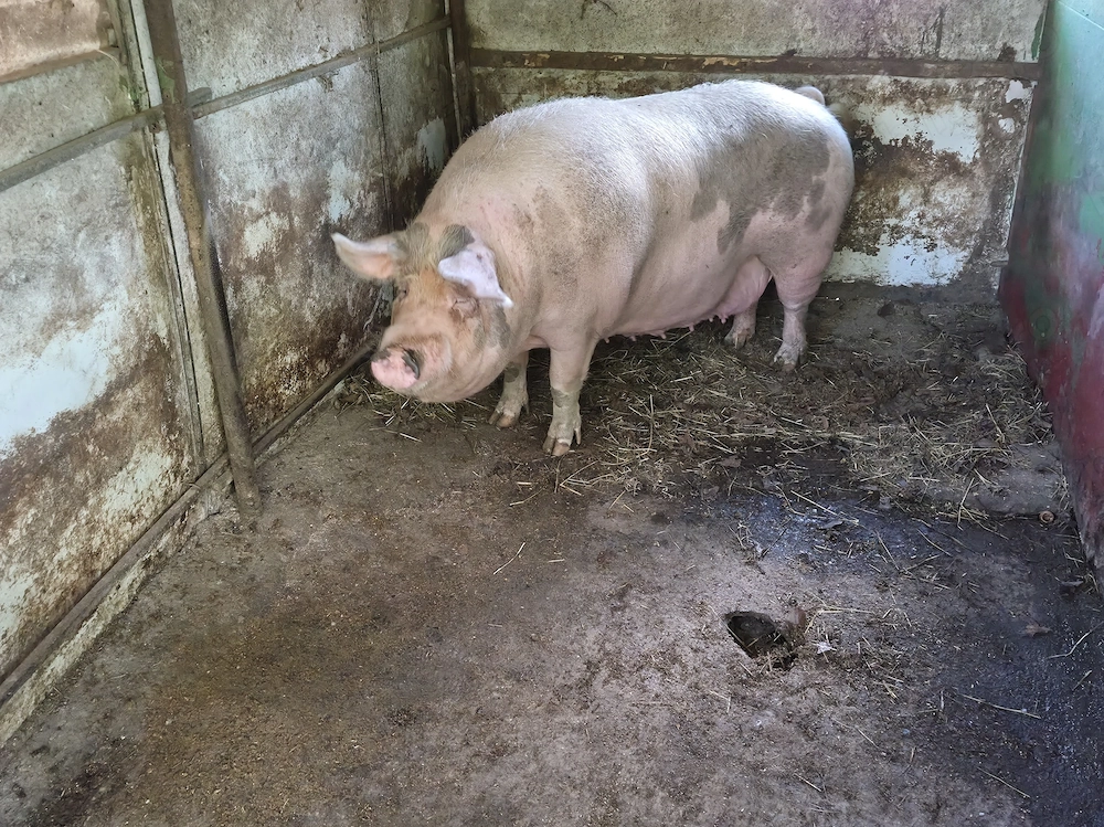 Vand porc 