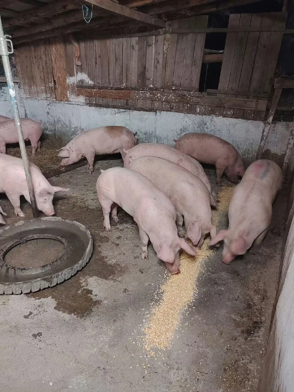 Porci de carne 