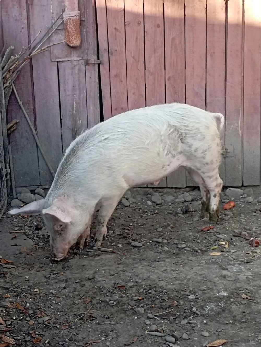 Porc de vanzare
