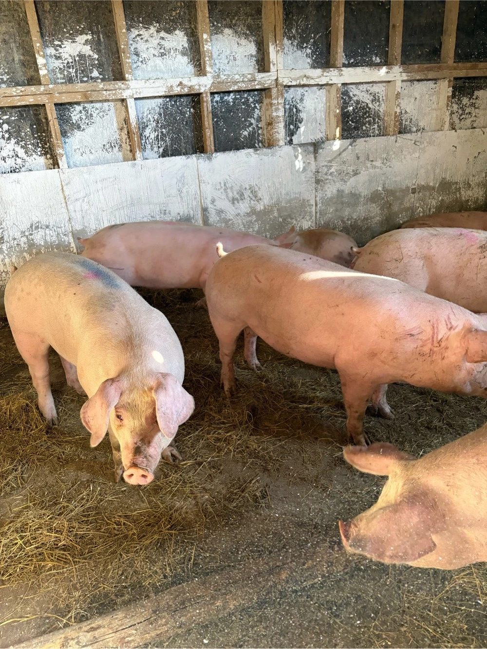 Porci cu greutatea 100-150 kg