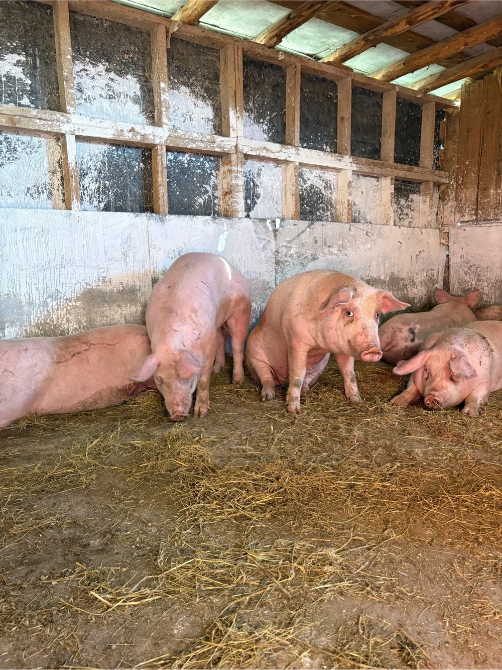 porci 100-150 kg 