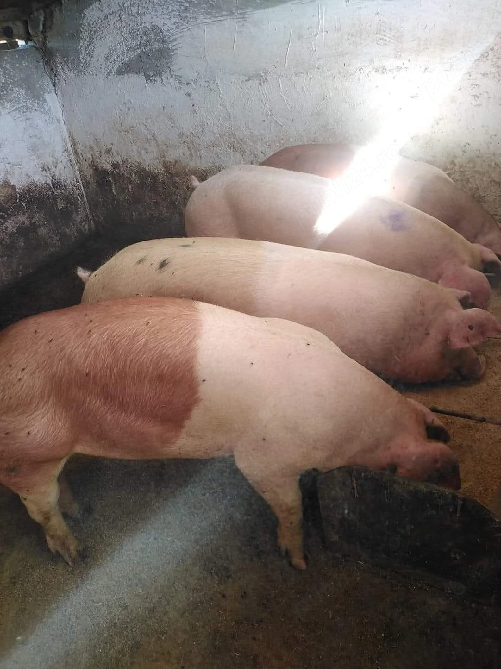 Porci de carne 