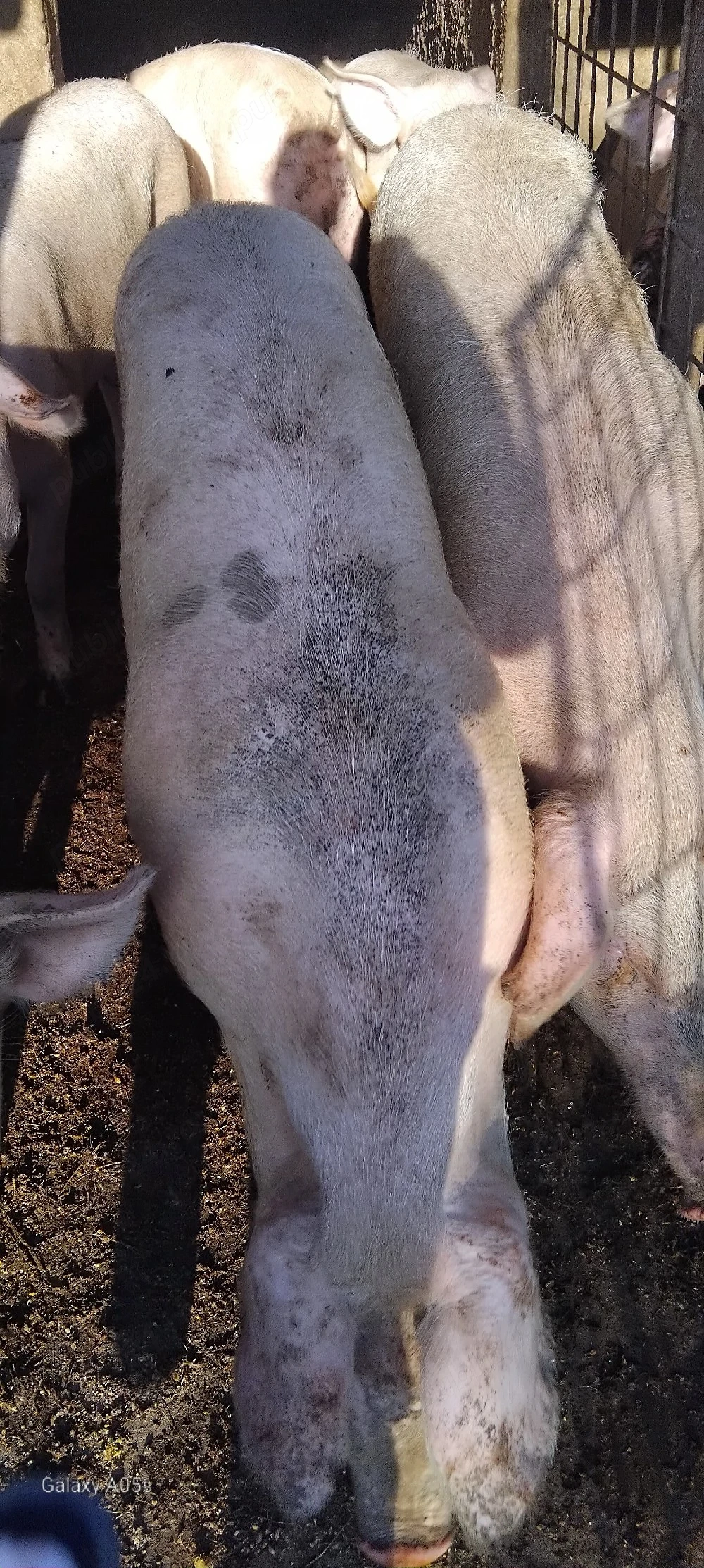 vand porci diferite marimi de 100 kg pana la 150 kg cine doreste sunt crescuti natural  cu cereale  