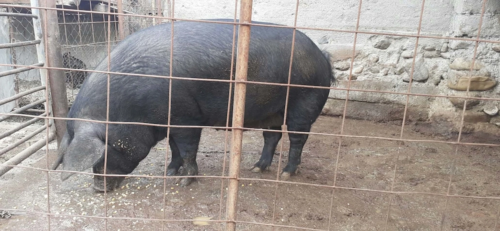 purcea duroc