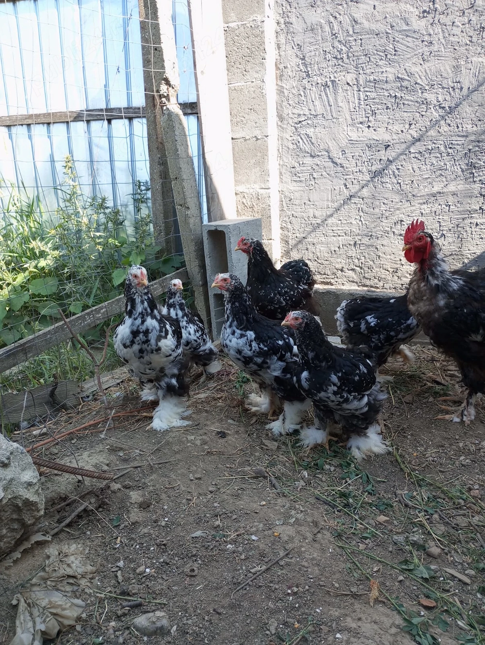 Găini și pui cochinchina urias