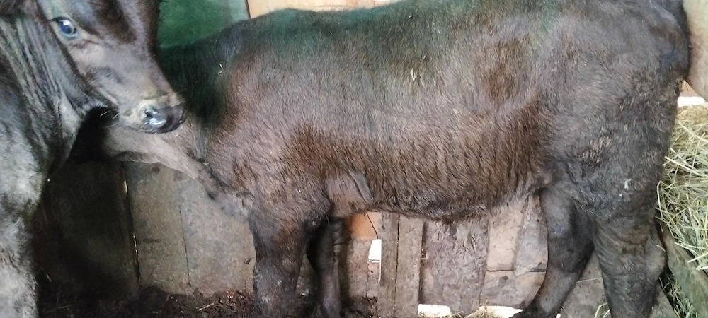 Vând Viței rasă de carne