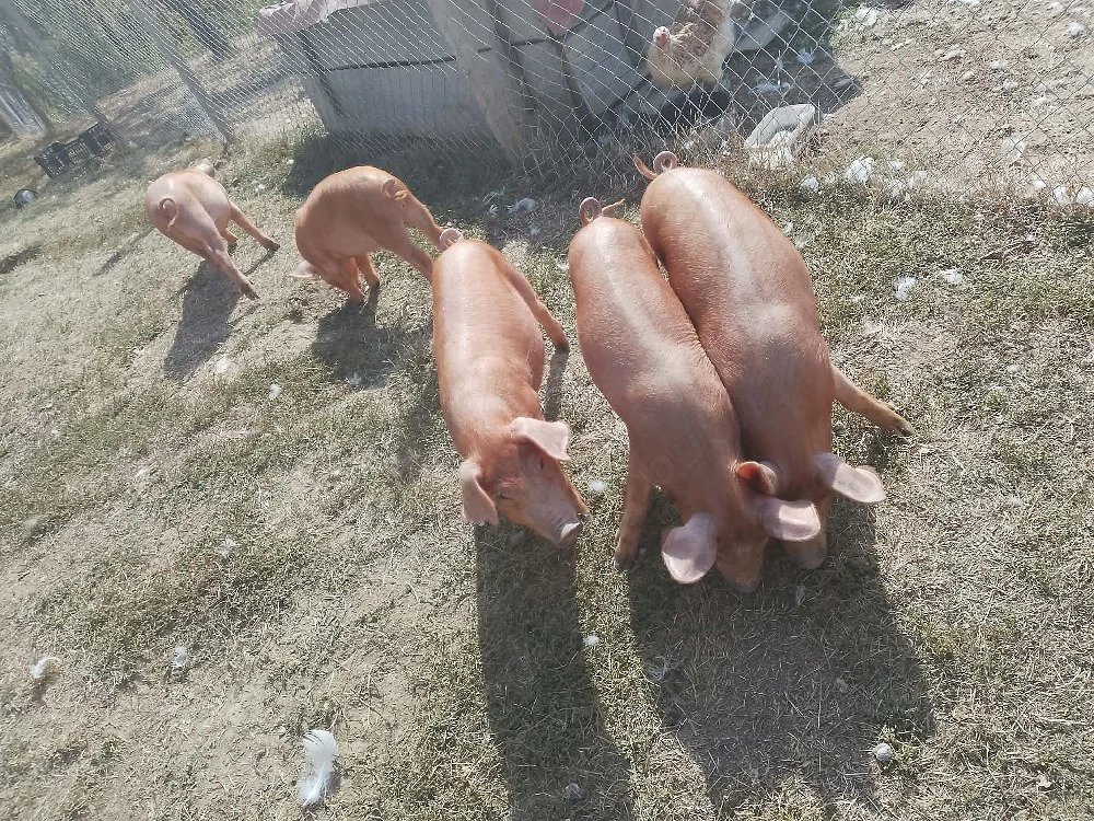 Purcei de 8 săptămâni 