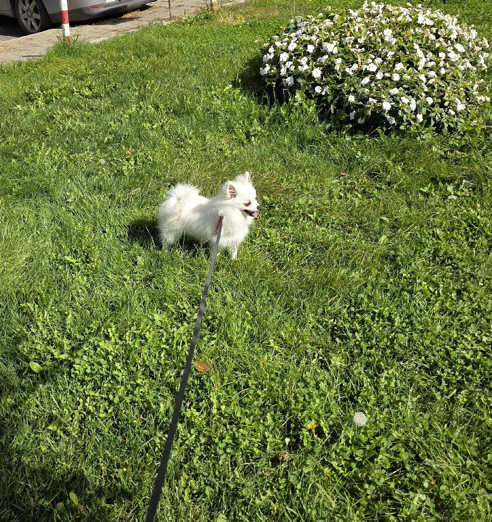 Pomeranian femelă.