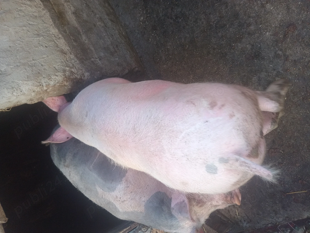 Vand porc de carne landras cu marele alb