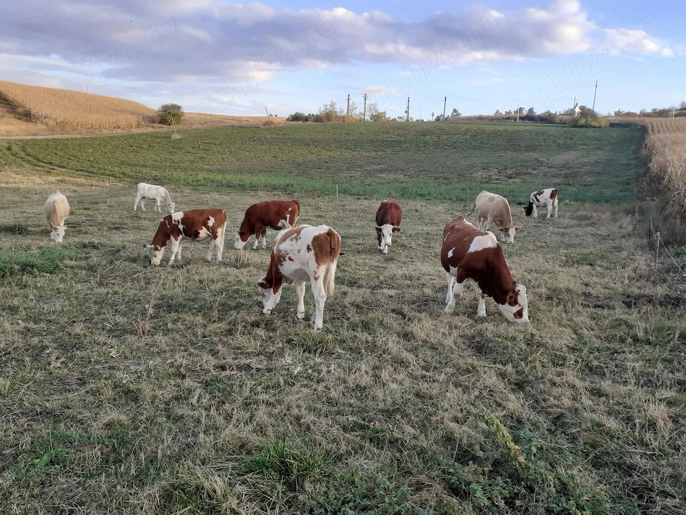 Vând juninci si tăurași de Bălțată Românească