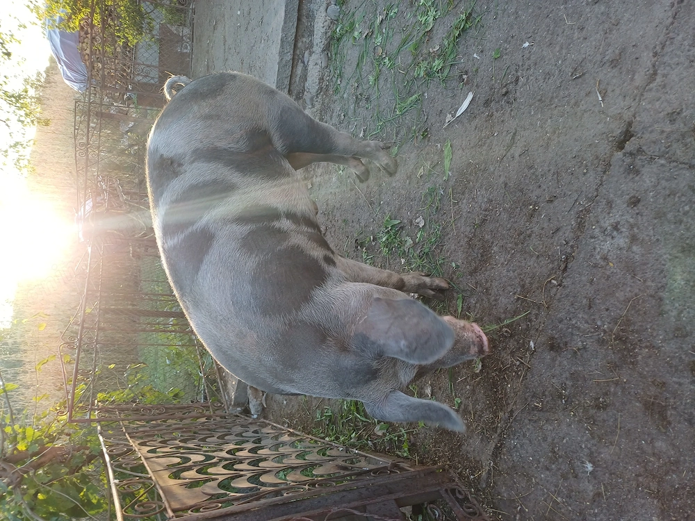 Porc pietran de vanzare