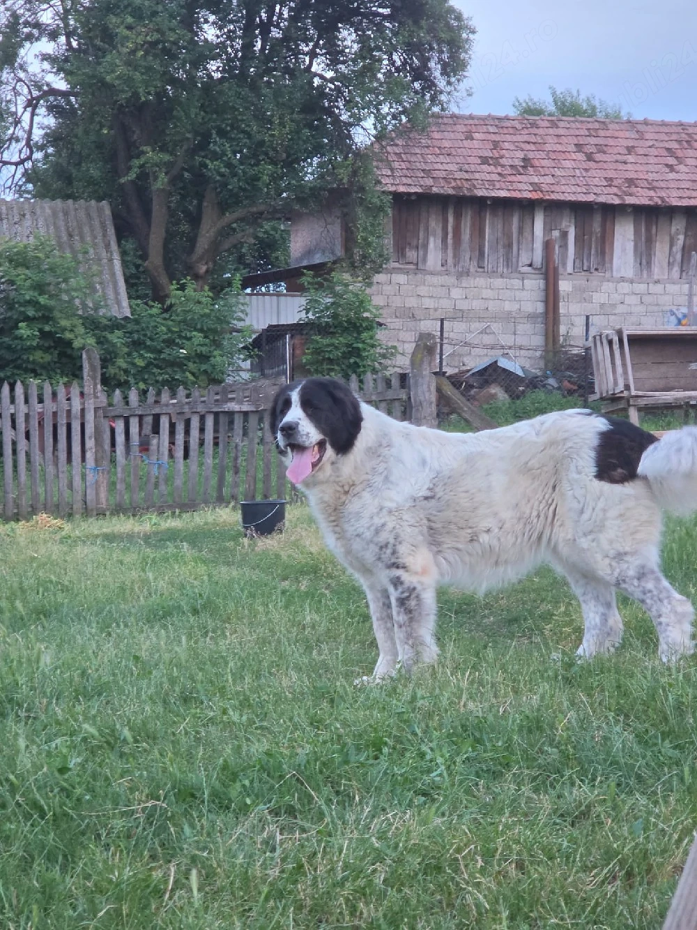 Vând femelă ciobănesc de bucovina 