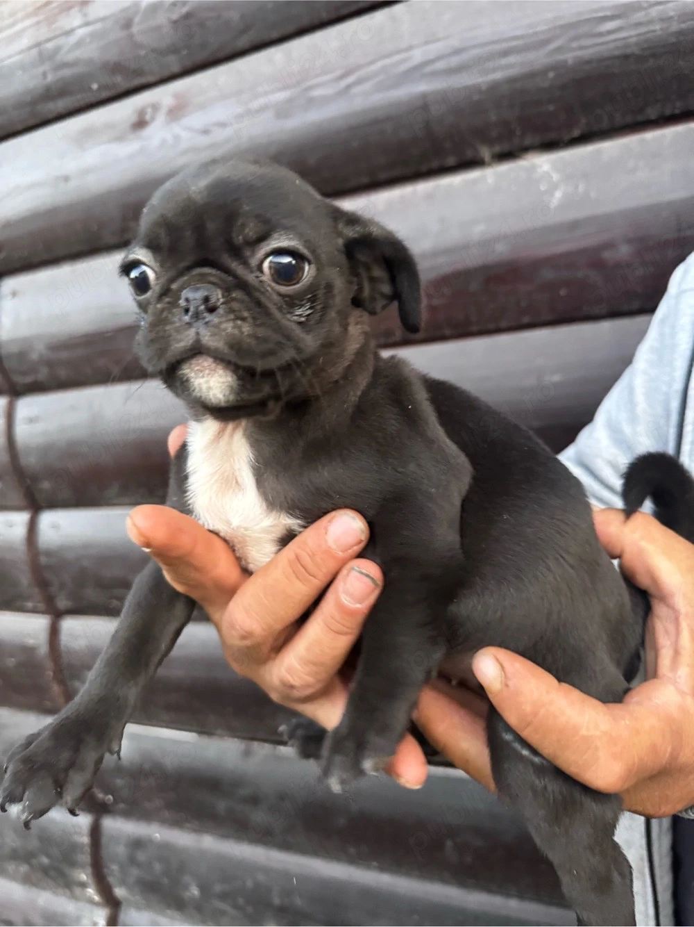 disponibila fetita mops pug