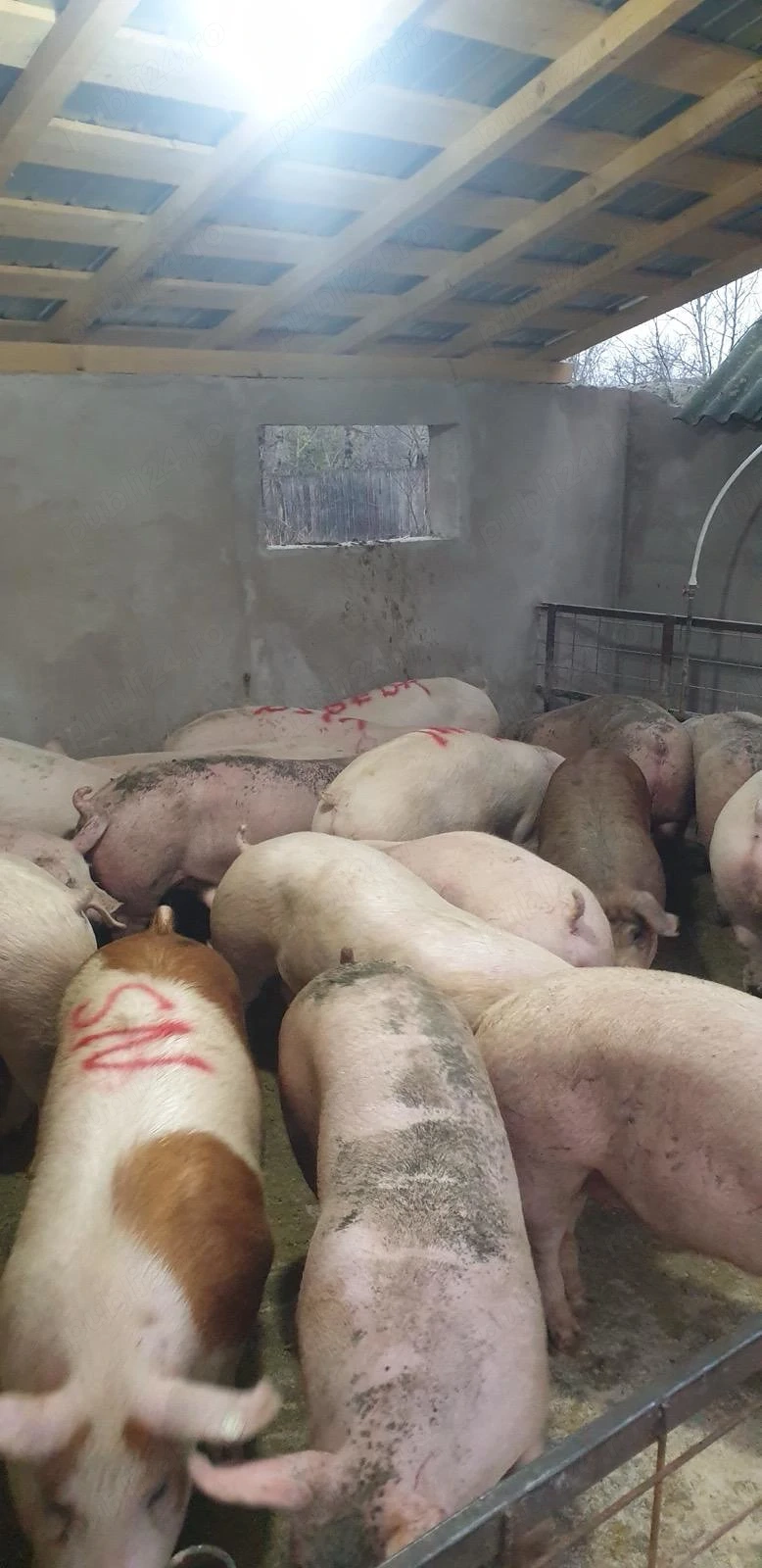 Porci de carne