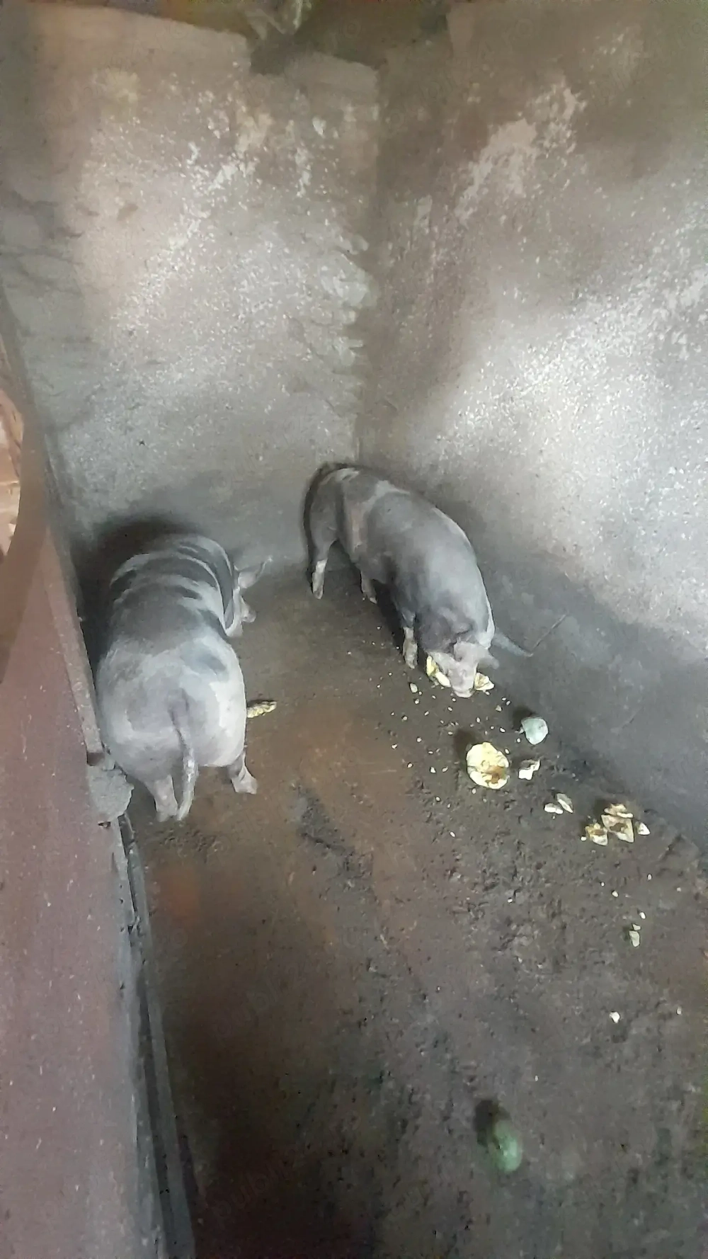 Vand 2 porci de 100-120 kg.