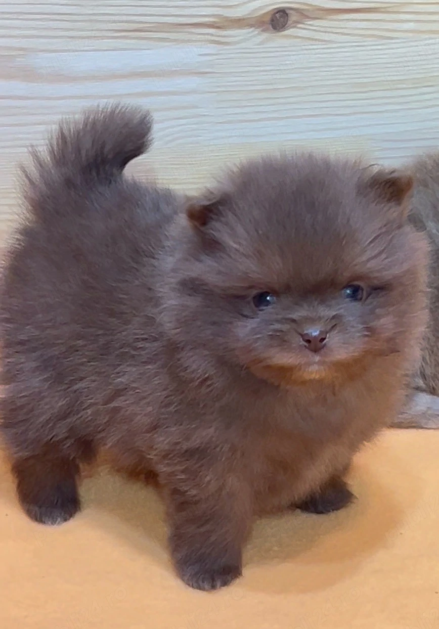 pomeranian deosebit cu pedigree