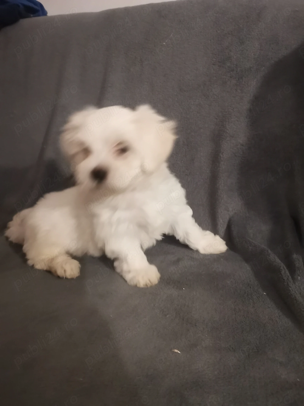 Cățeluș bichon maltez alb de vânzare 