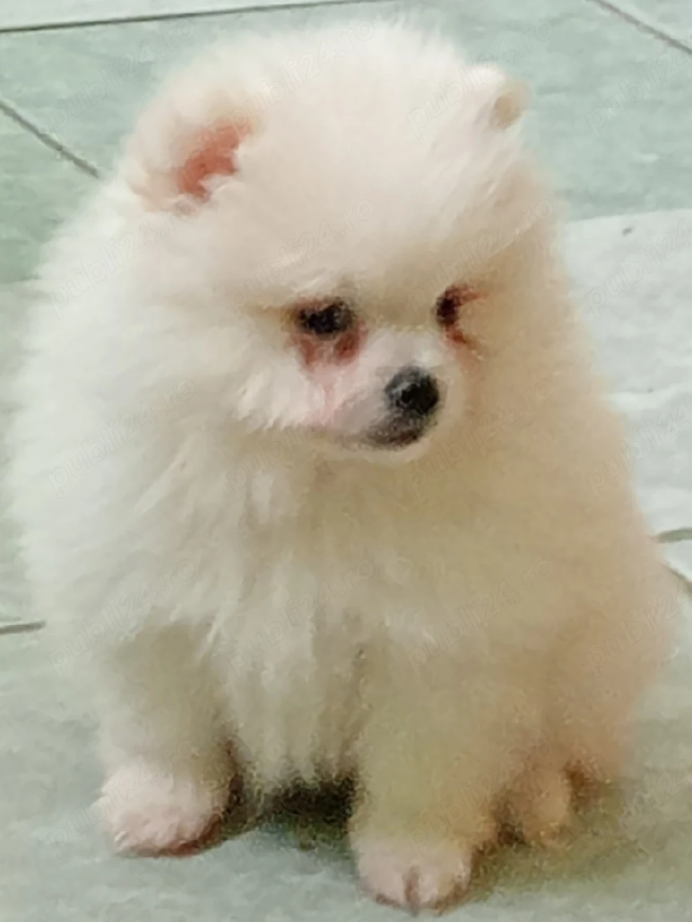 Pomeranian alb Baietel 