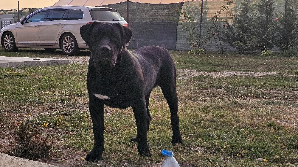 Mascul Presa canario
