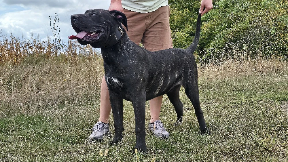 Mascul Presa Canario