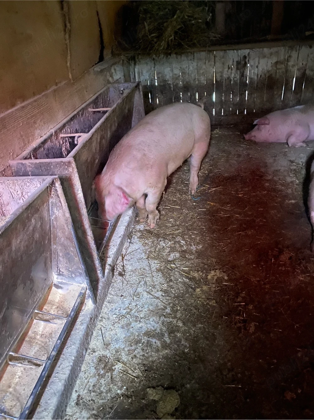 porci de vanzare 11 ron kg