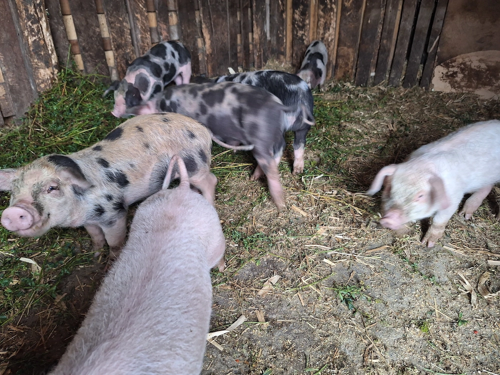 Purcei de 8 saptamani de vanzare in Arad Oras