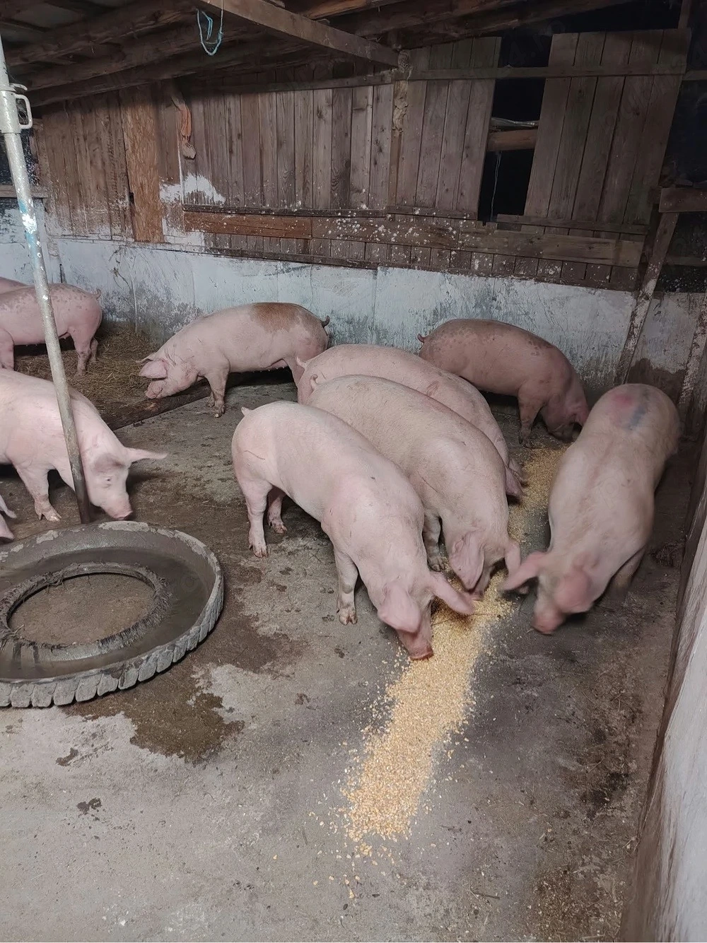 Porci de carne 100-150 kg 