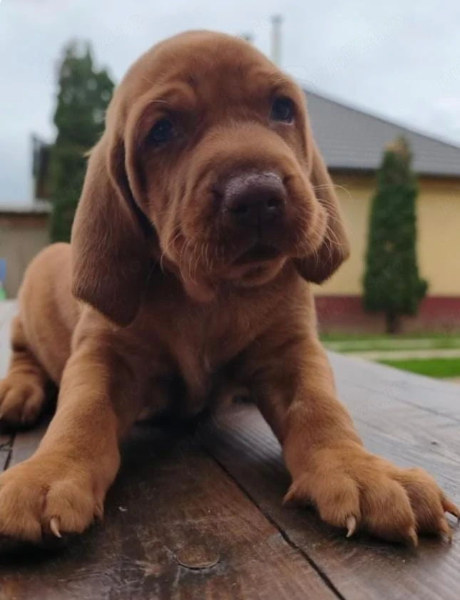 Vând pui de viszla vizsla vijla maghiara