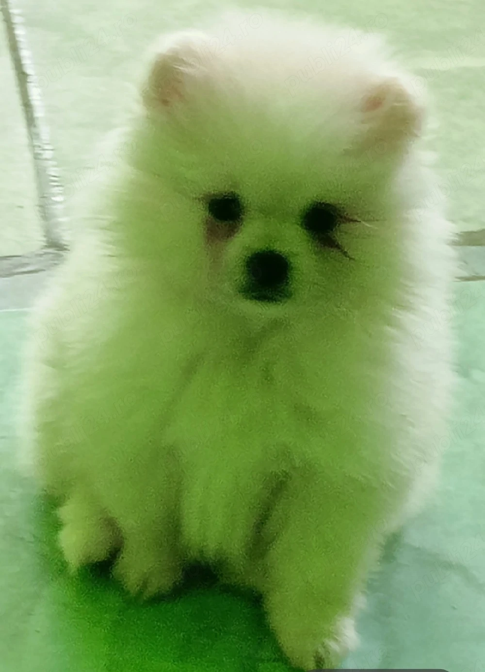 Pomeranian alb 