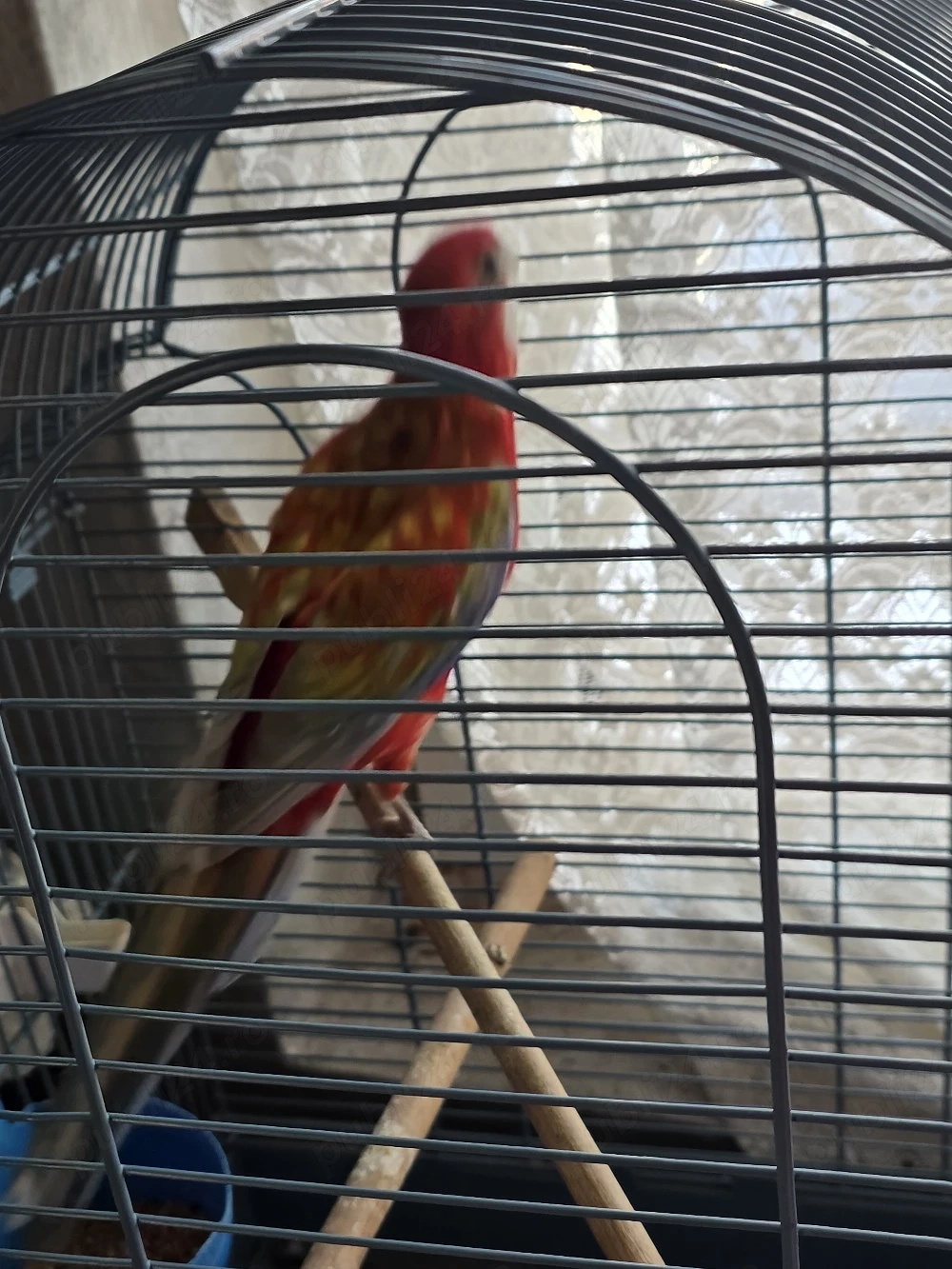 Papagal Rosella Femelă  1 an 5 luni