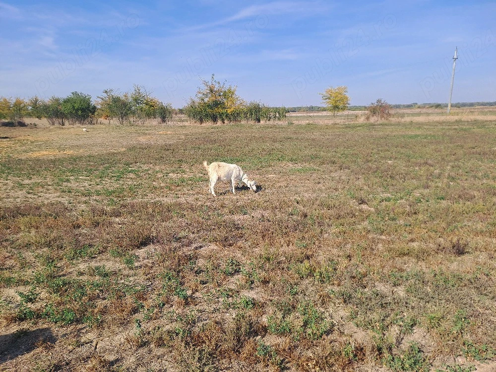 3 capre si 1 țap de rasa de vanzare