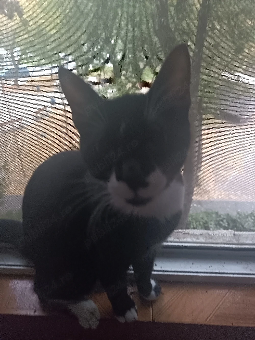Motanel și fetiță pentru adopție 