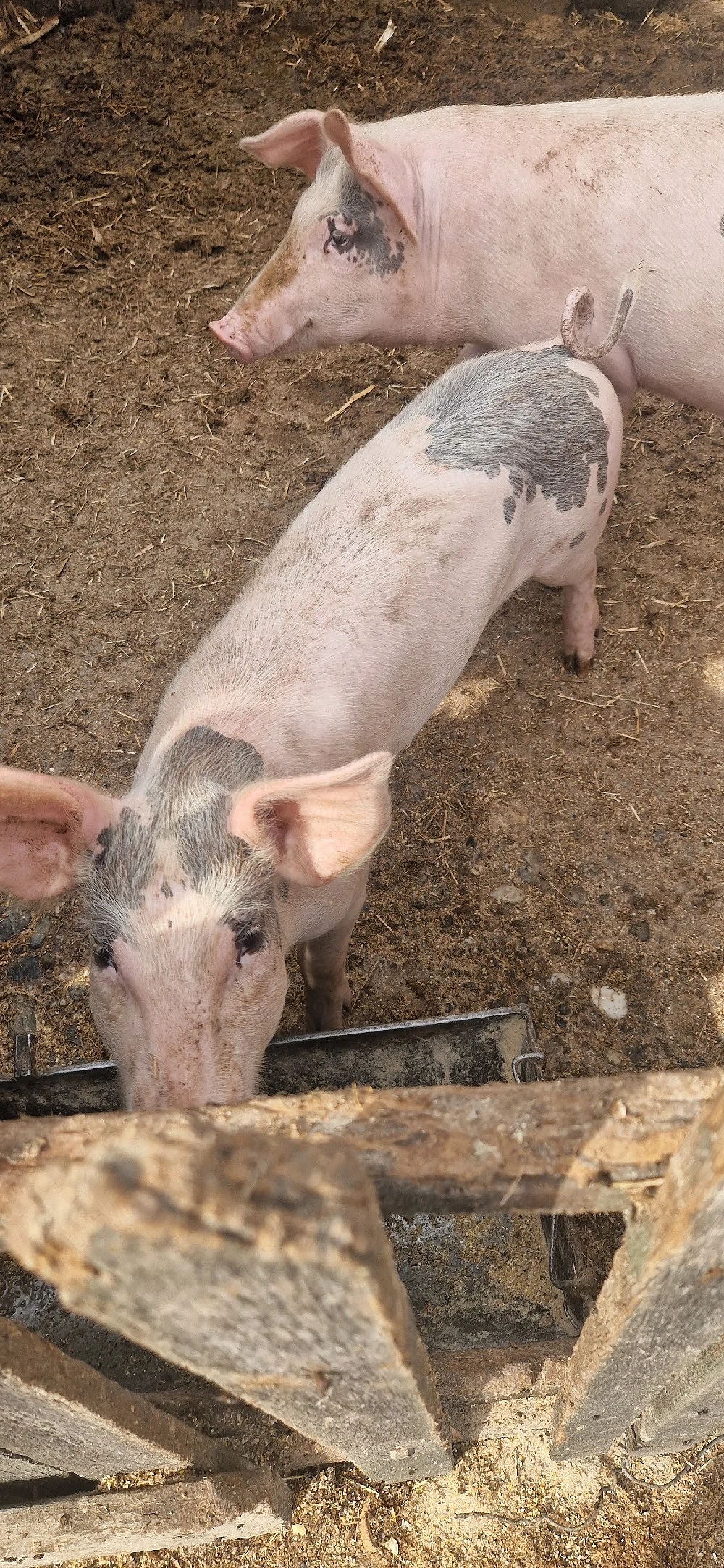 Purcea de vanzare 