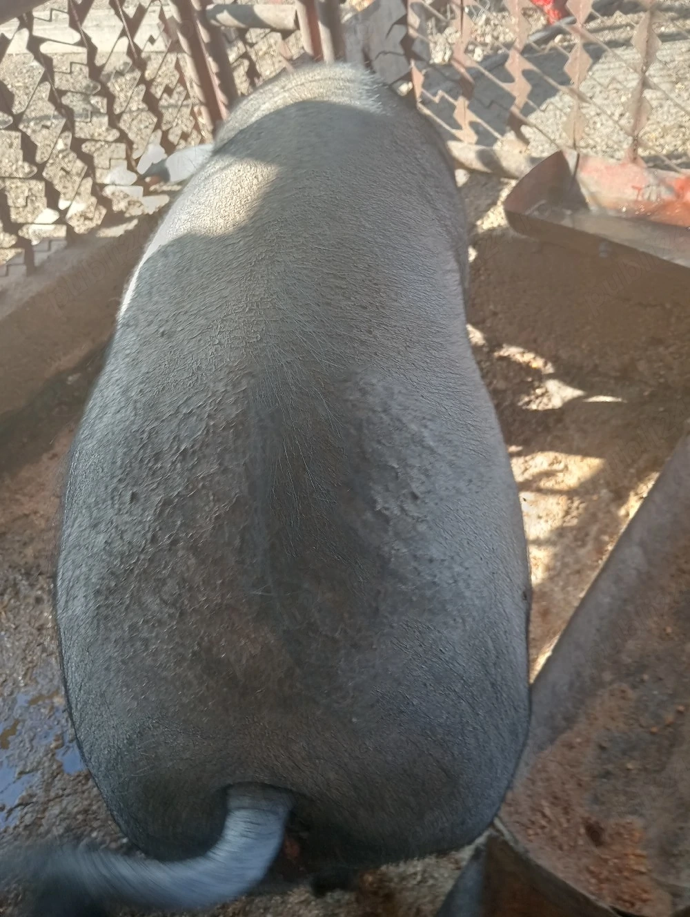 Vând porci rasă basna de carne 180-200 kg 