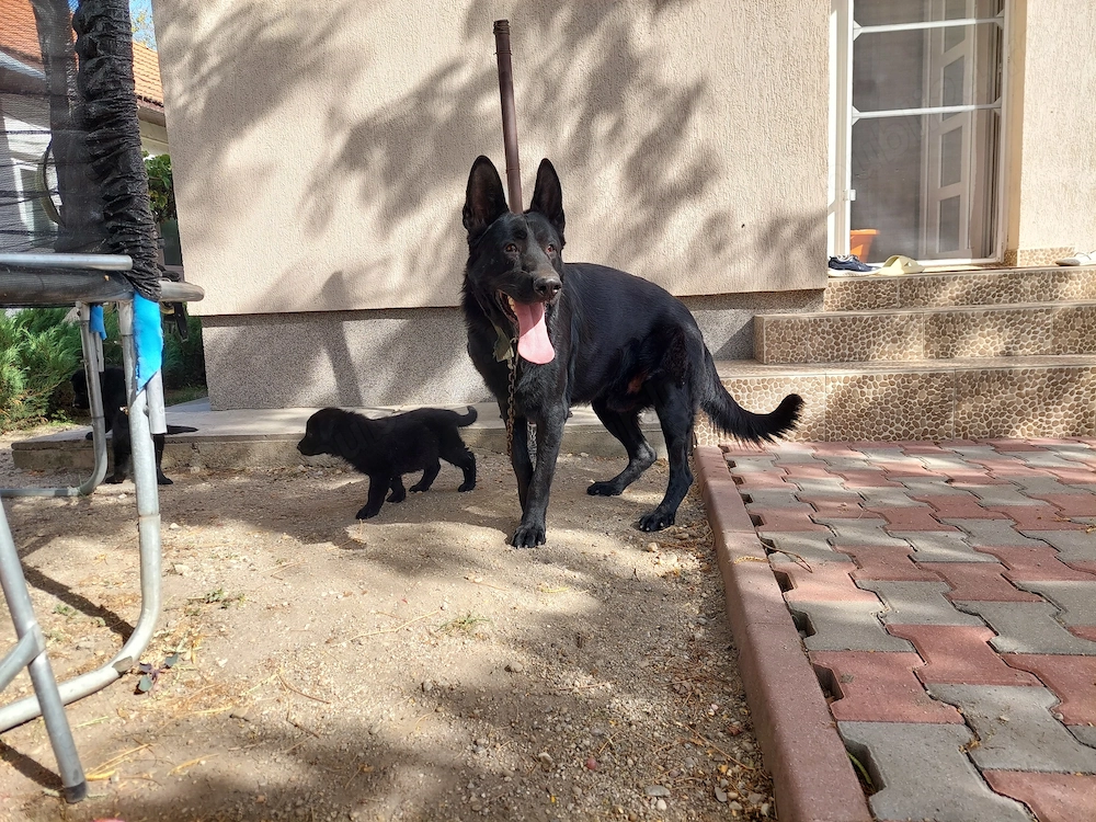 Pui ciobanesc german negru- parinti cu pedigree