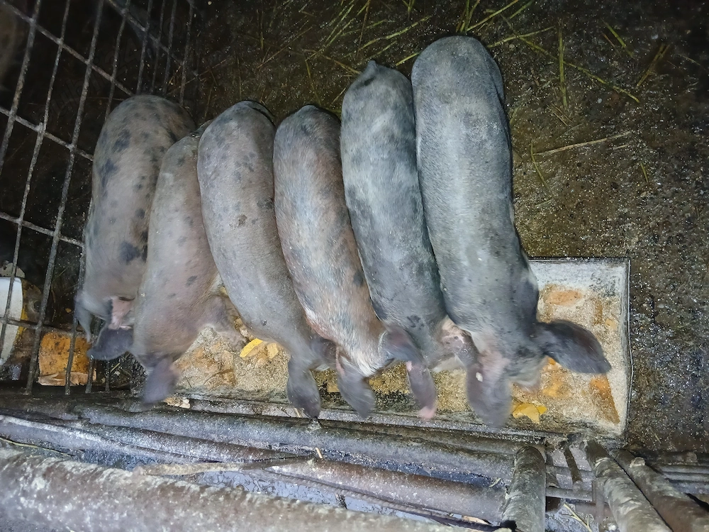 Purcei cauta casa noua