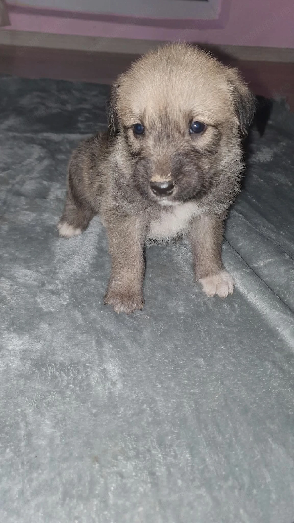 Pui metiș de Schnauzer Uriaș spre adopție   dresat la cerere