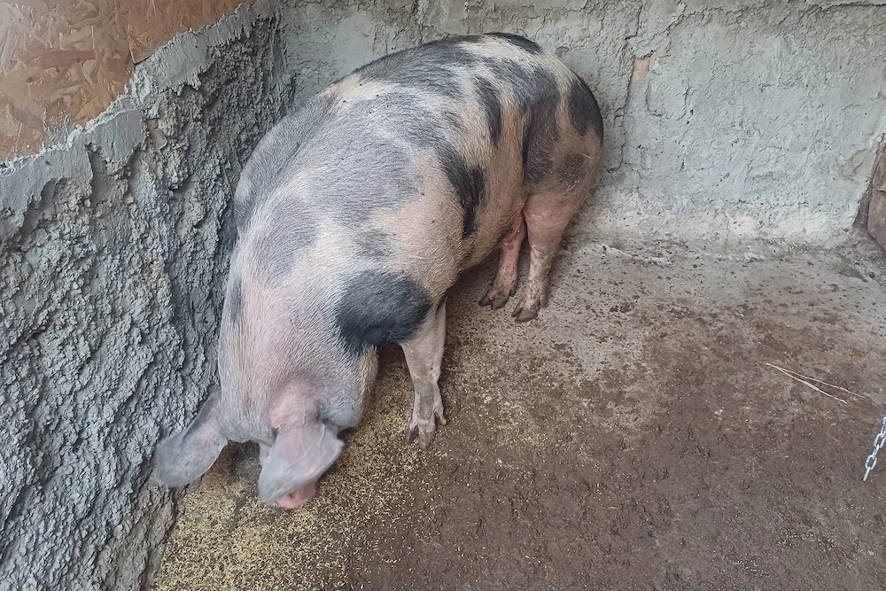 Purcea. 200 kg porc romanesc. De țară 