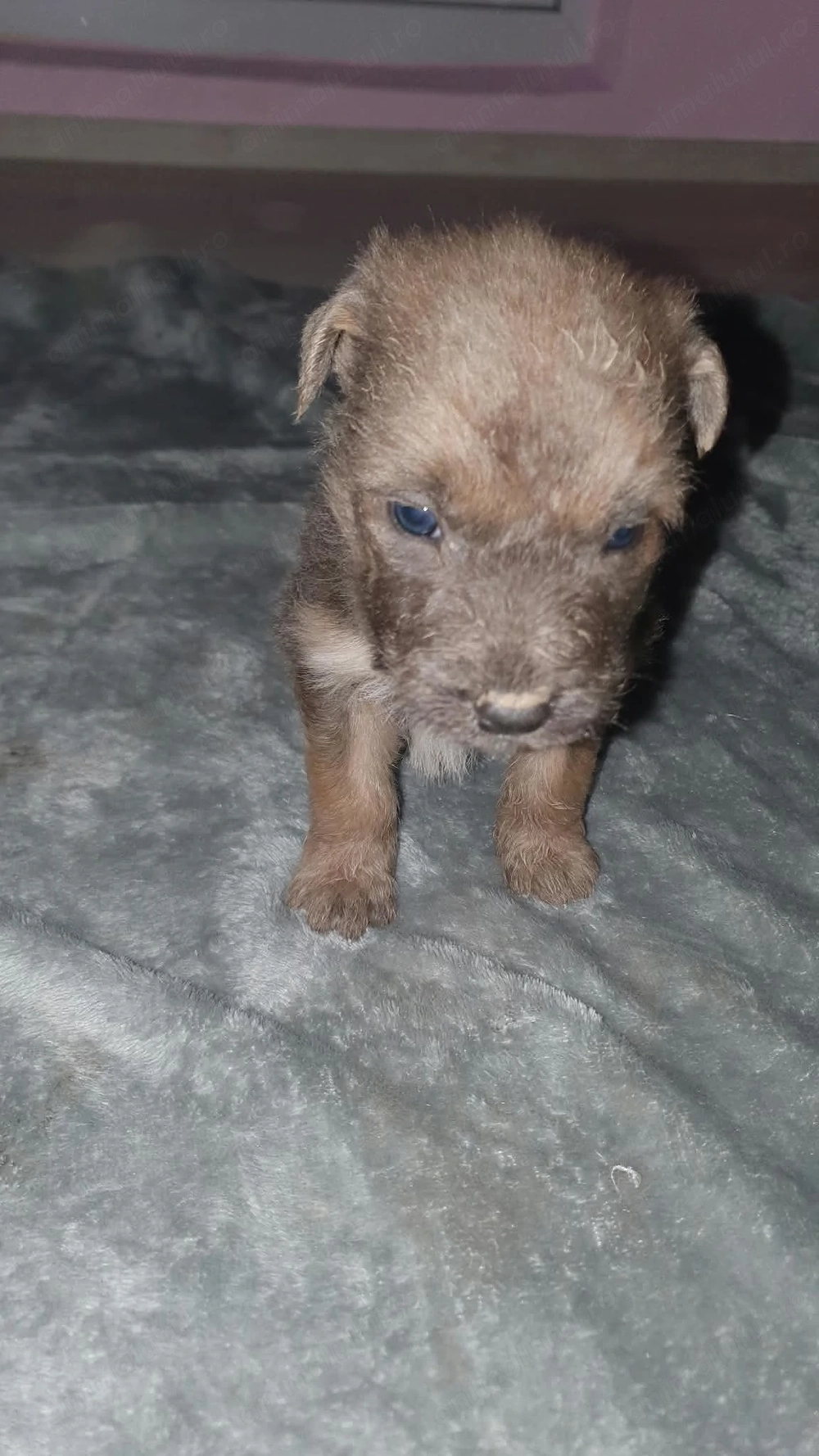 Pui metiș de Schnauzer Uriaș spre adopție   dresat la cerere