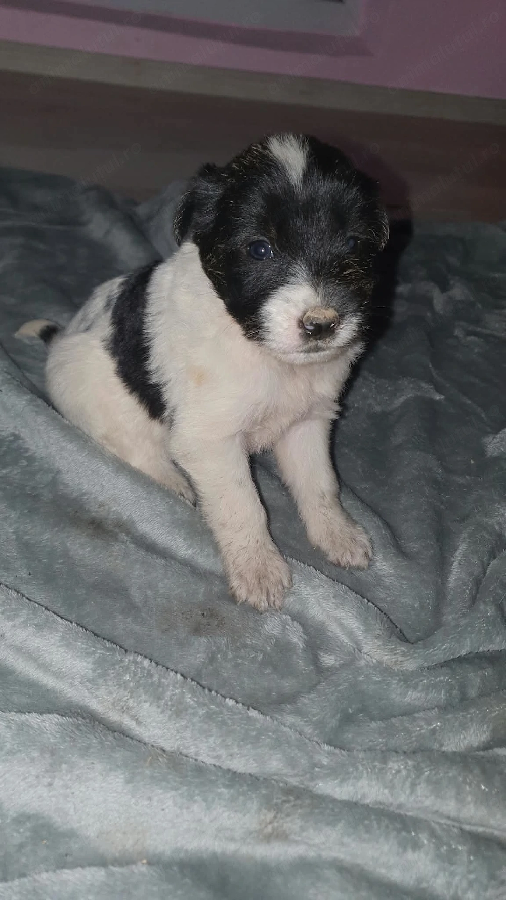 Pui metiș de Schnauzer Uriaș spre adopție   dresat la cerere