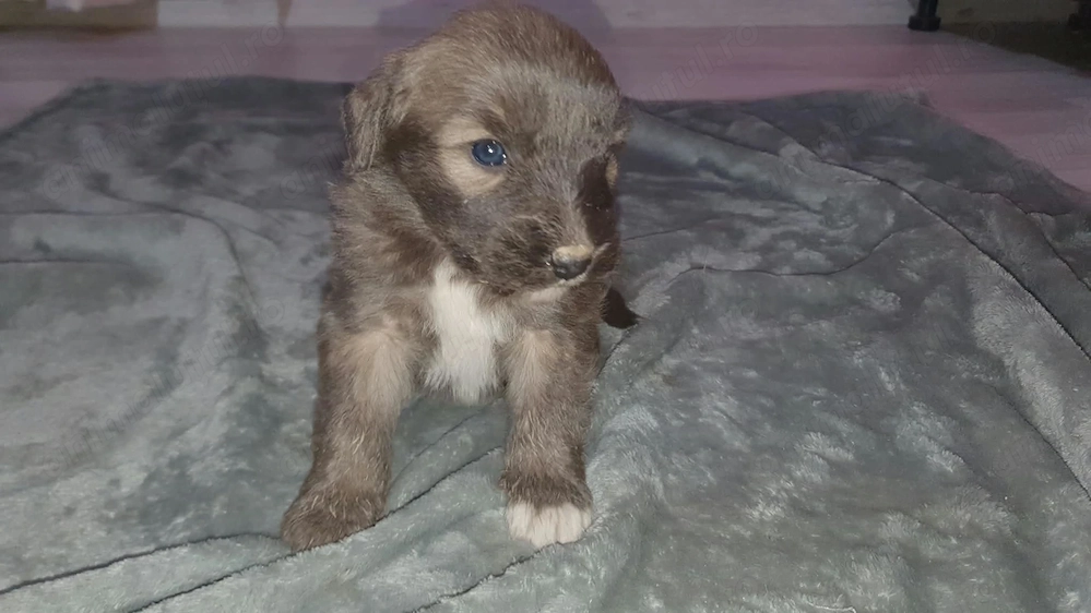 Pui metiș de Schnauzer Uriaș spre adopție   dresat la cerere