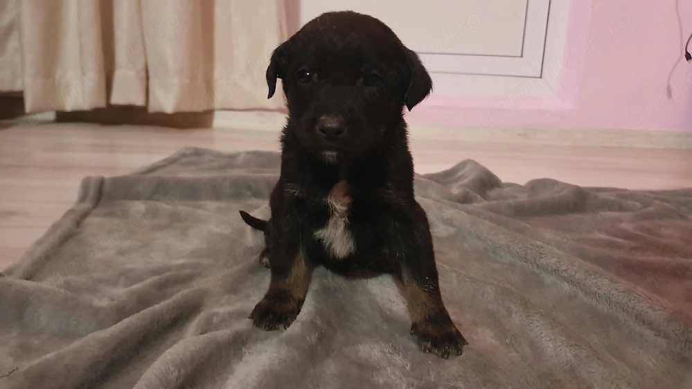 Pui metiș de Schnauzer Uriaș spre adopție   dresat la cerere   