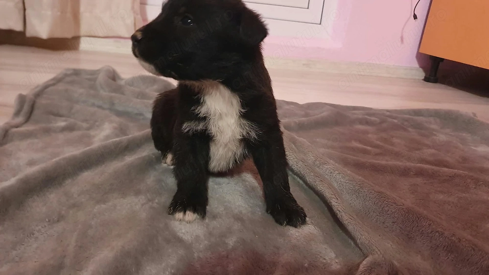 Pui metiș de Schnauzer Uriaș spre adopție   dresat la cerere   
