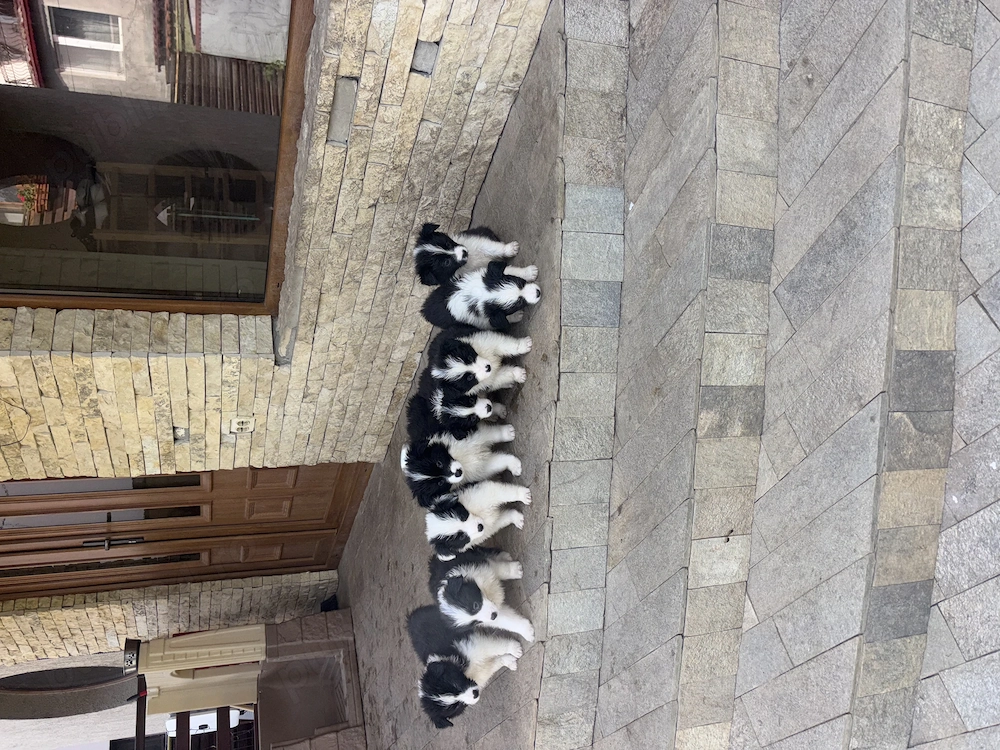 Catei Border Collie